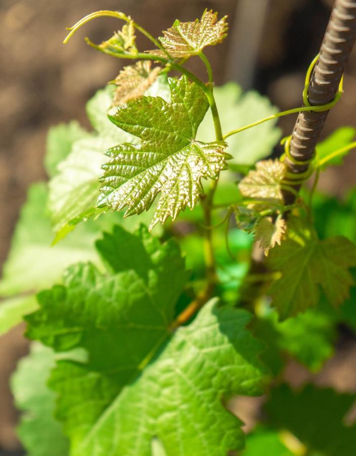 Origen Del Maipo Lodge San José de Maipo エクステリア 写真